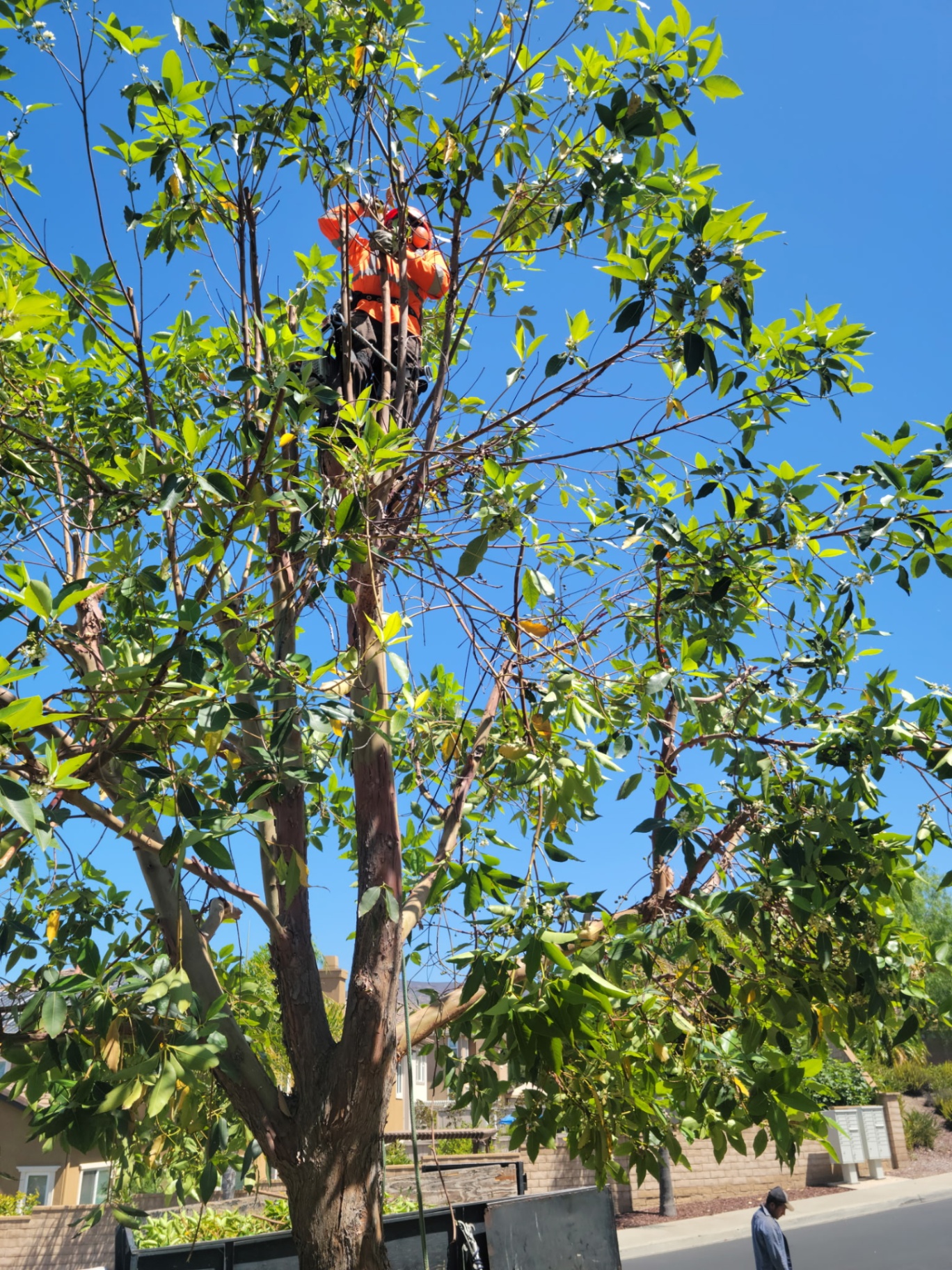 J&J Tree Service professional tree trimming in San Diego County