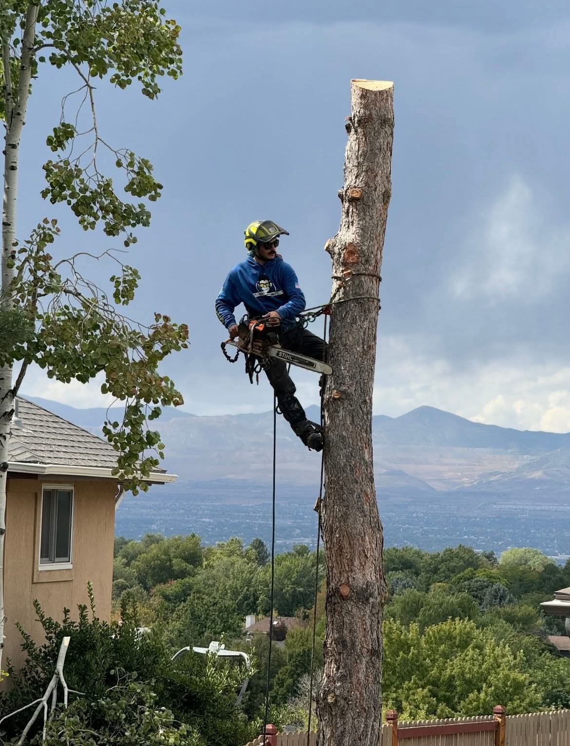 Tree Removal — San Diego