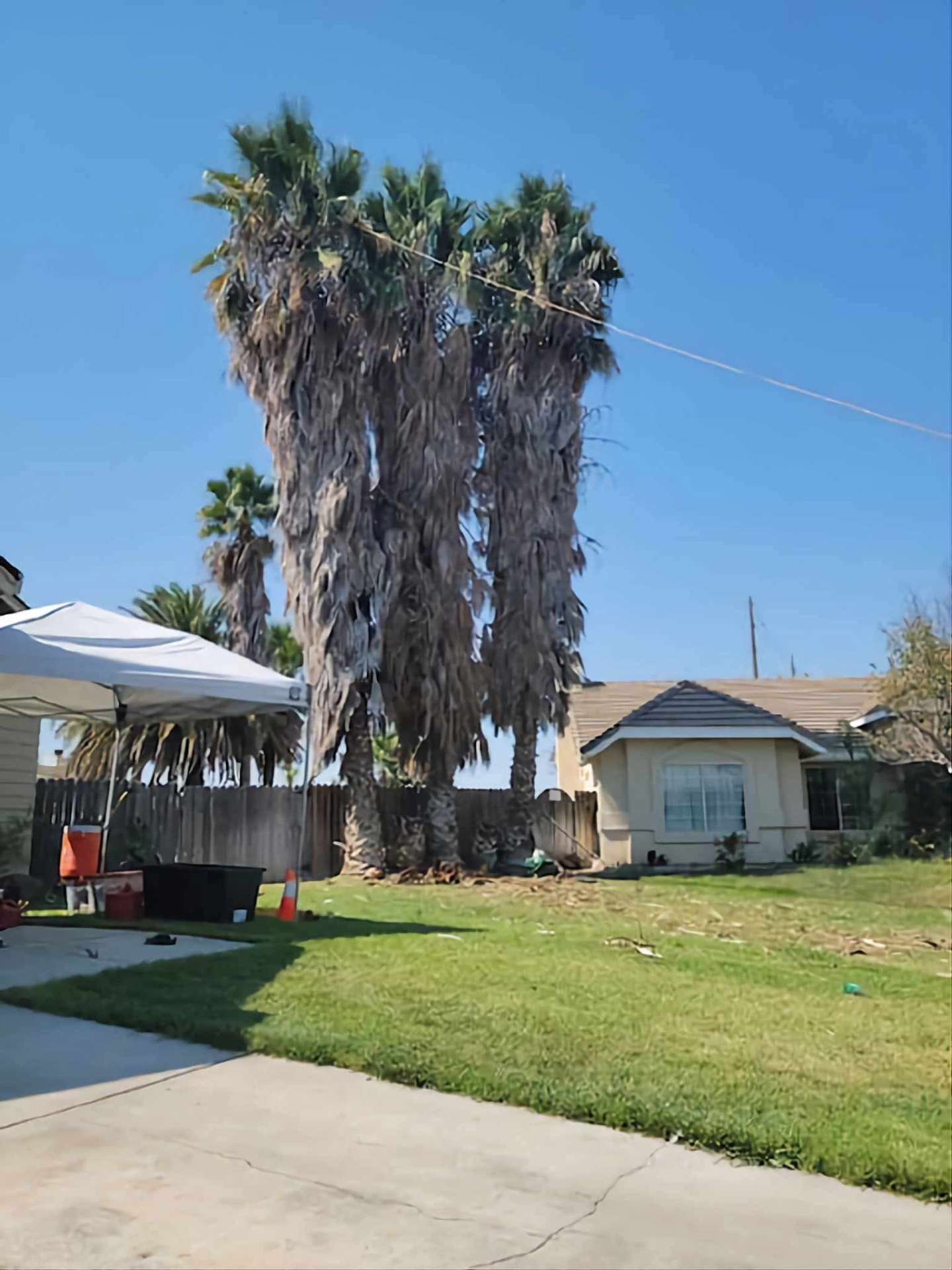 Palm Trimming — Escondido