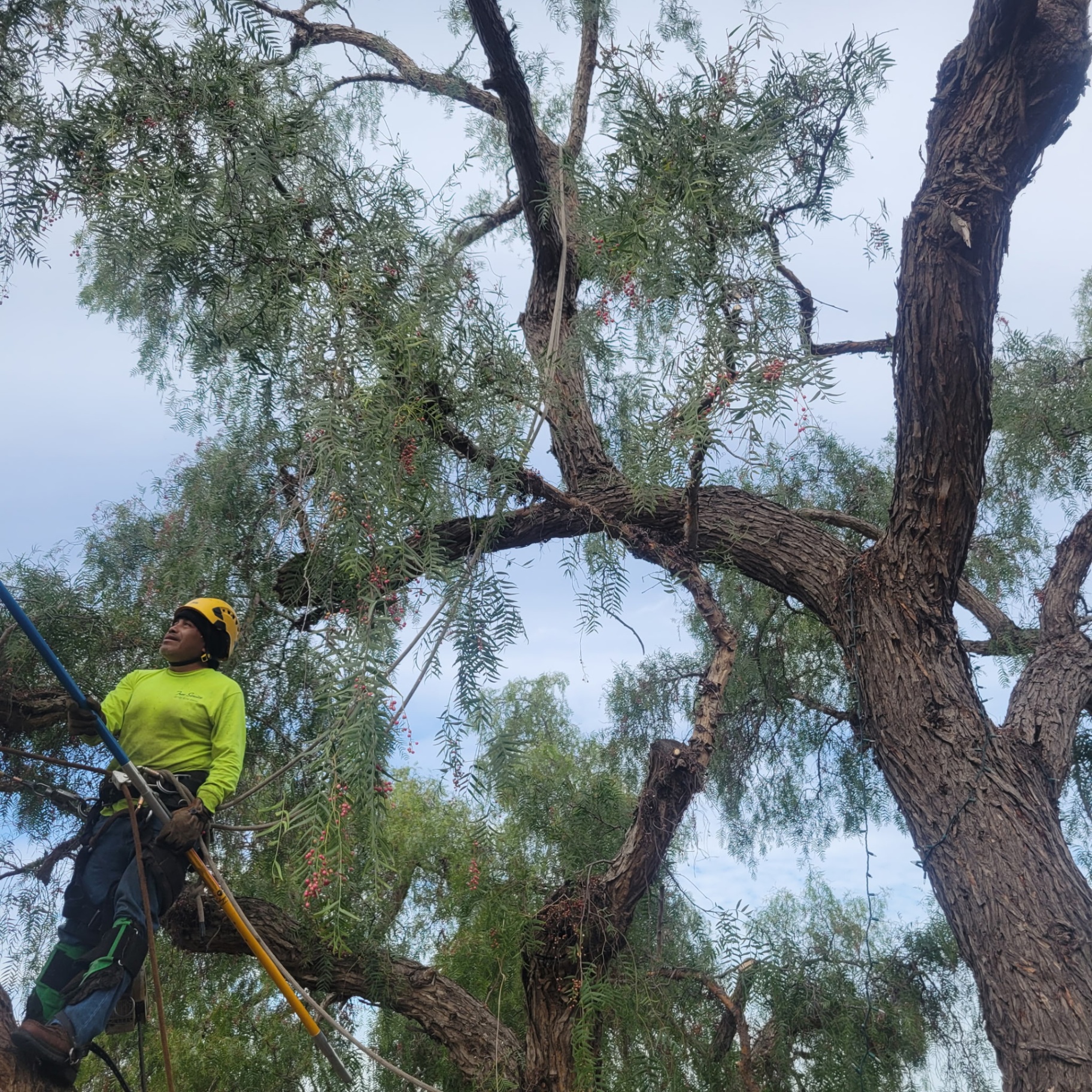 Pepper Tree Service — Ramona