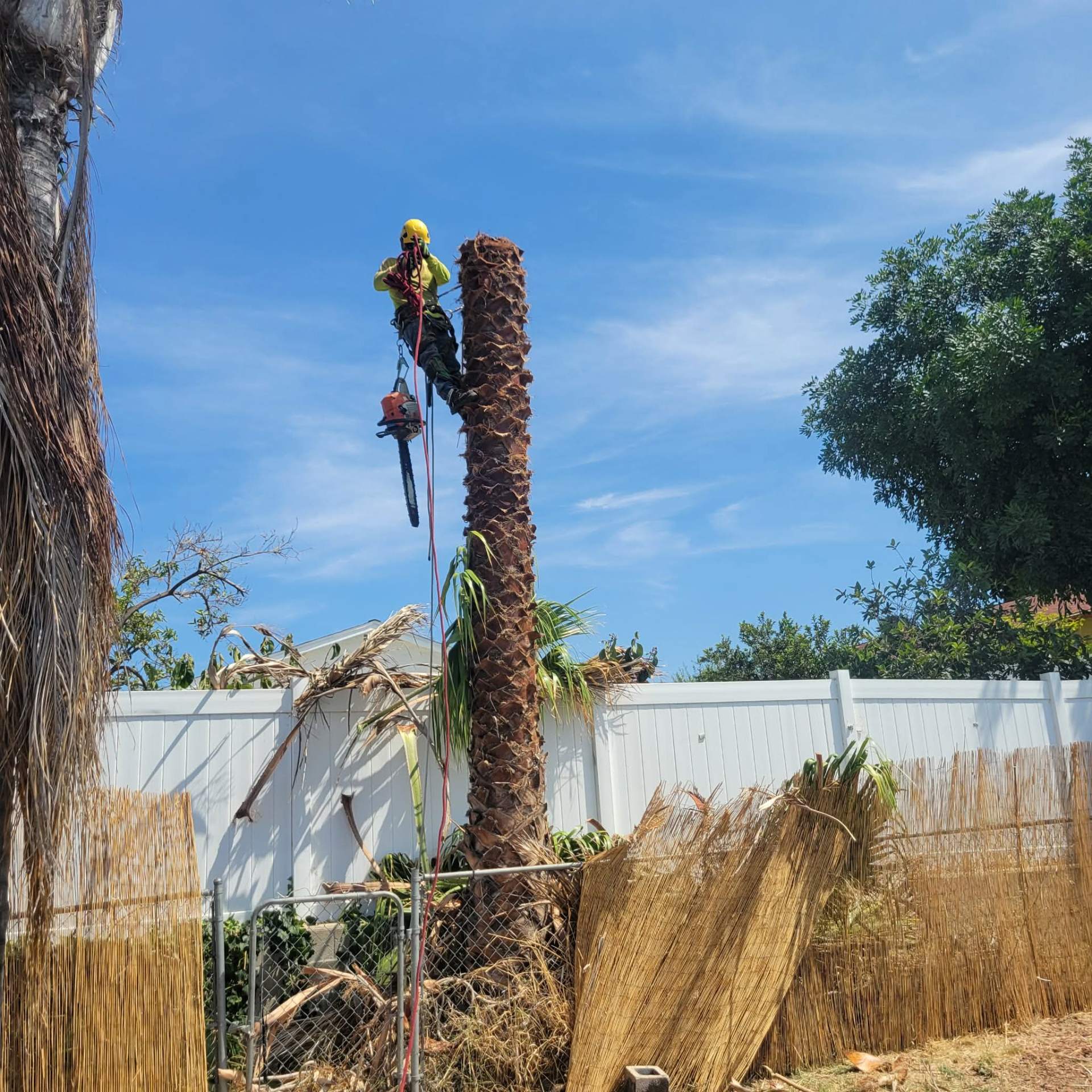 Palm Removal — San Diego