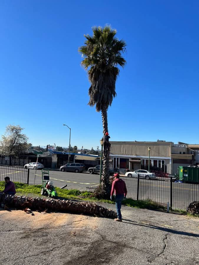 Palm Trimming — El Cajon