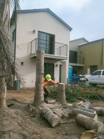 Palm Stump Removal — Carlsbad