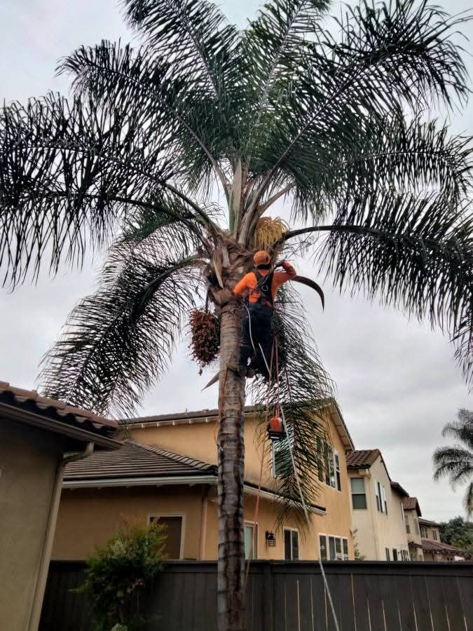 Queen Palm Trimming — Carlsbad
