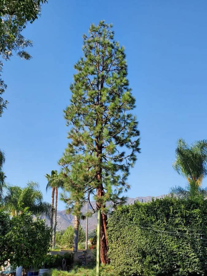 Pine Tree Service — La Mesa