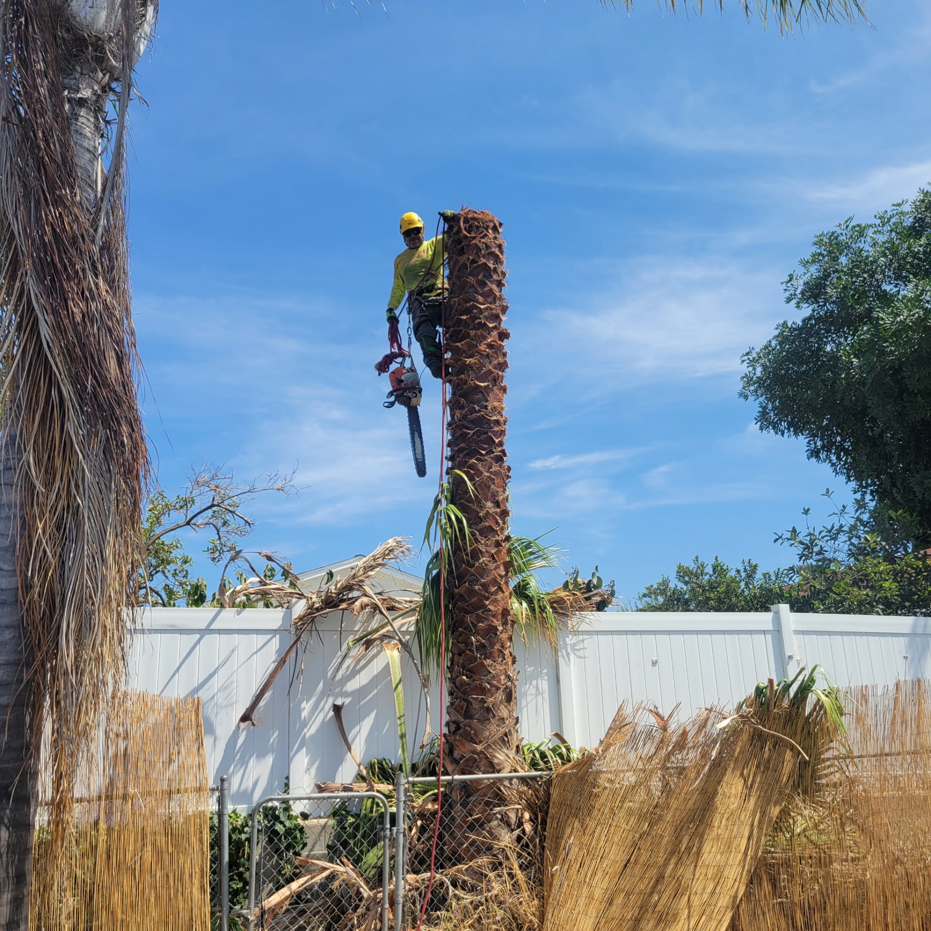 Palm Trimming – Chula Vista