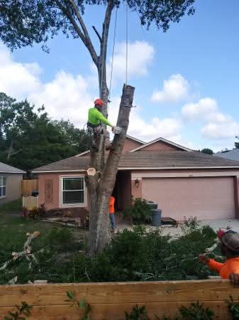 Tree Removal — La Mesa