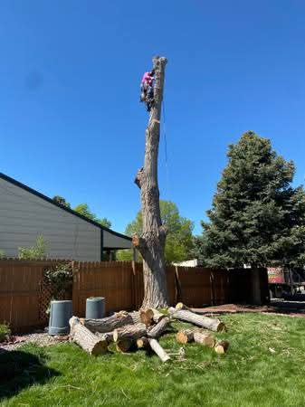 Large Tree Removal – La Mesa
