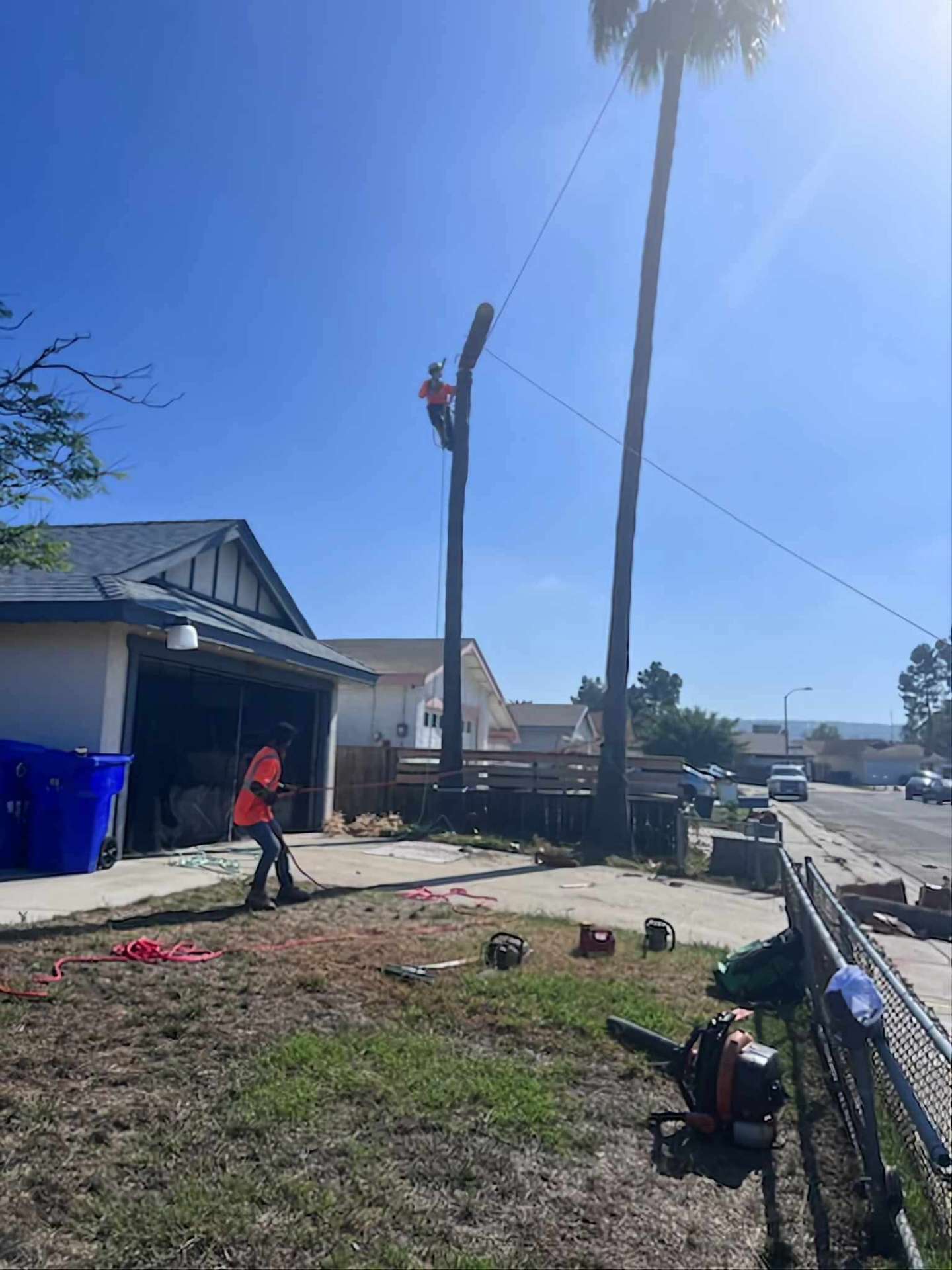 Palm Trimming — National City