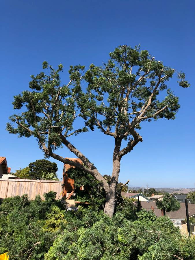 Tree Shaping — Carlsbad