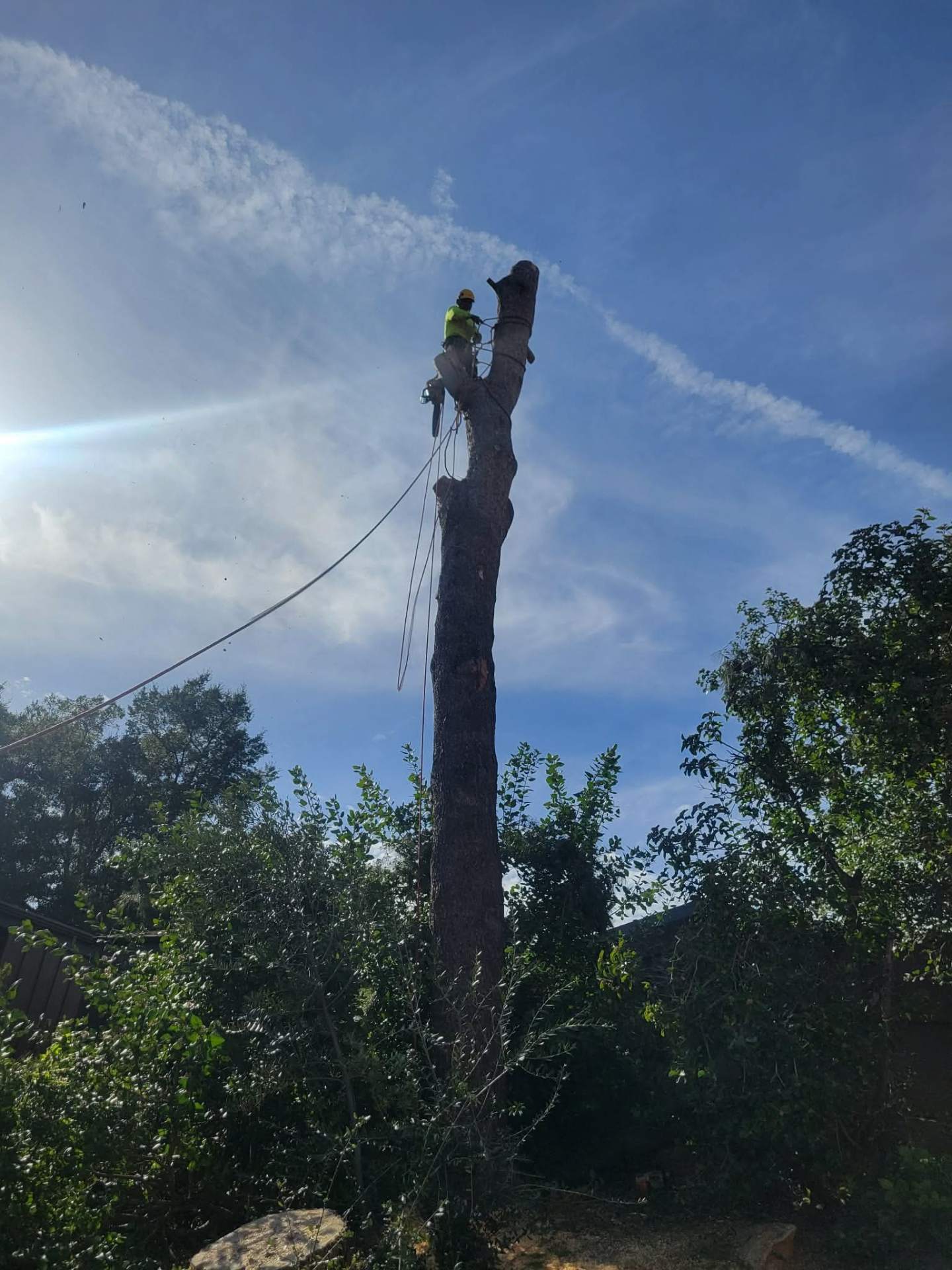 Tree Climbing — El Cajon