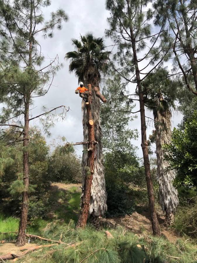 Palm & Pine Service — Ramona