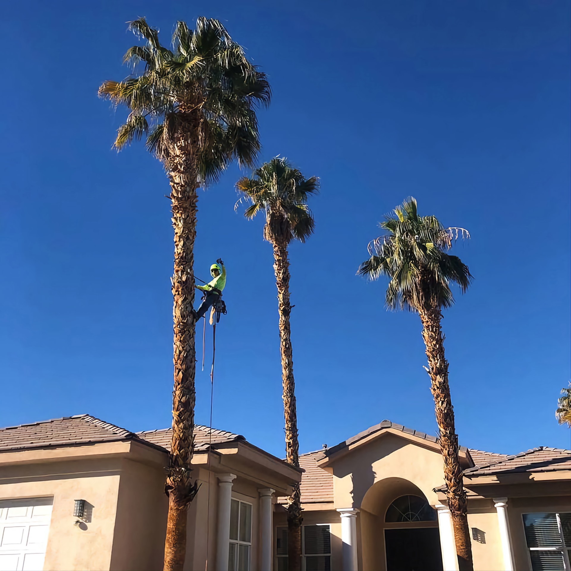 Palm Tree Trimming in San Diego County
