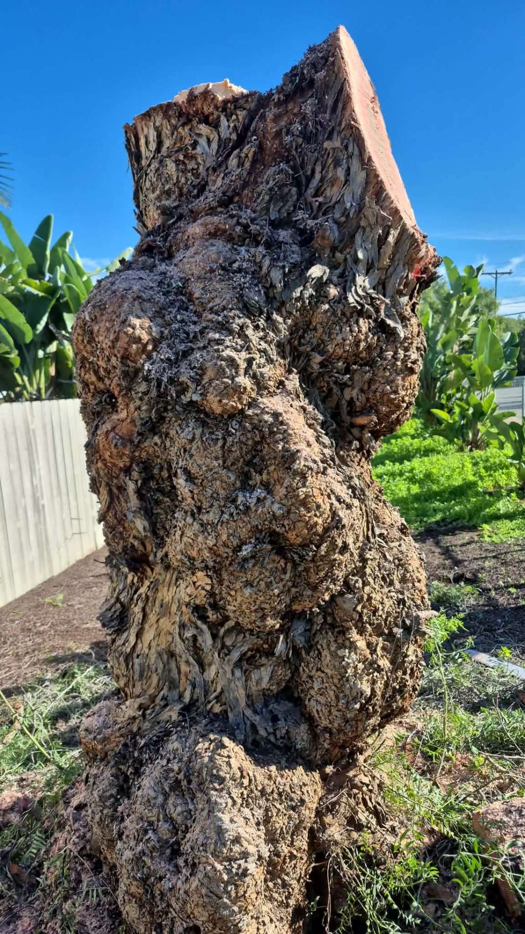 Stump Grinding in San Diego County