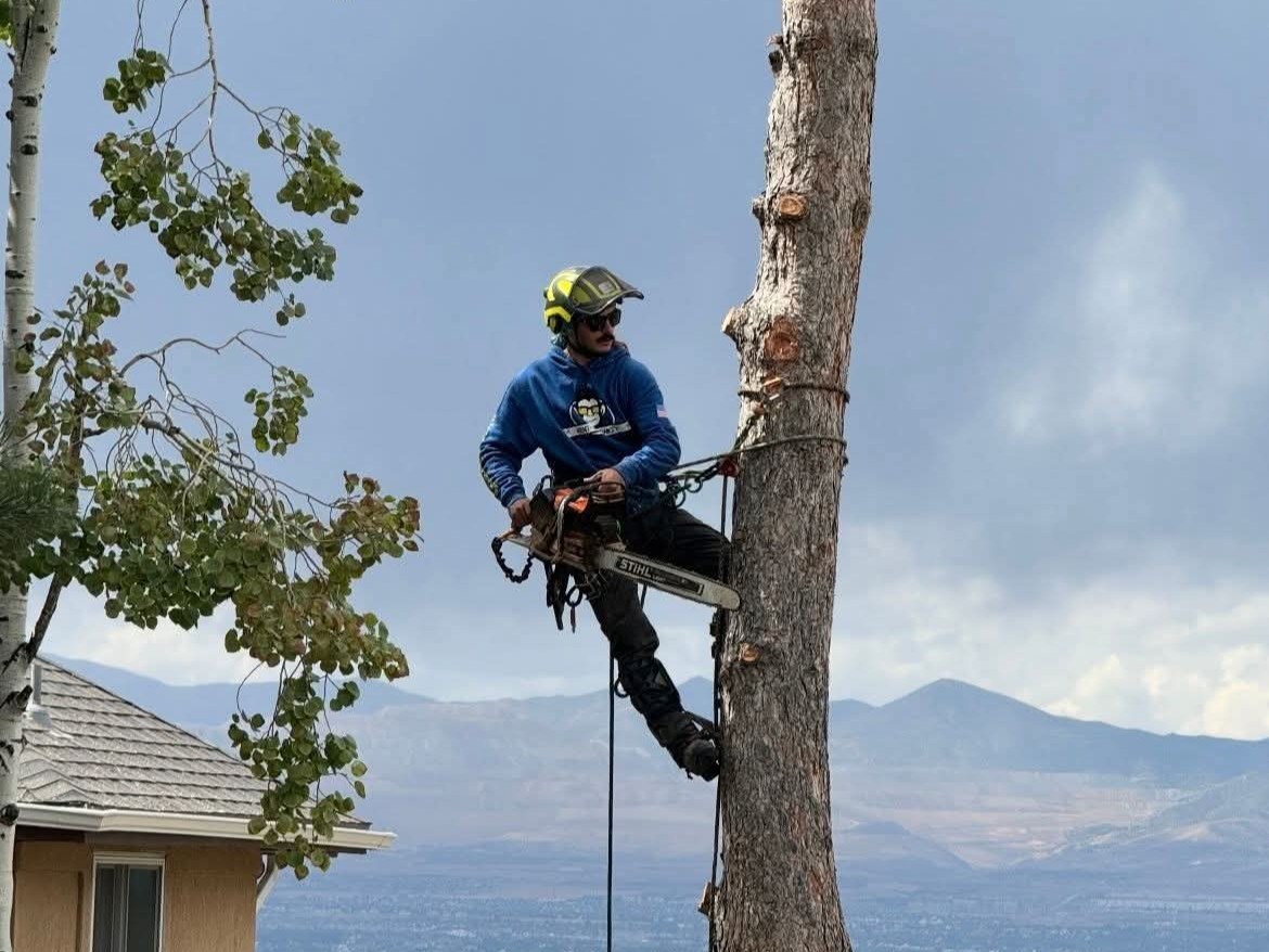 Tree Removal in San Diego County