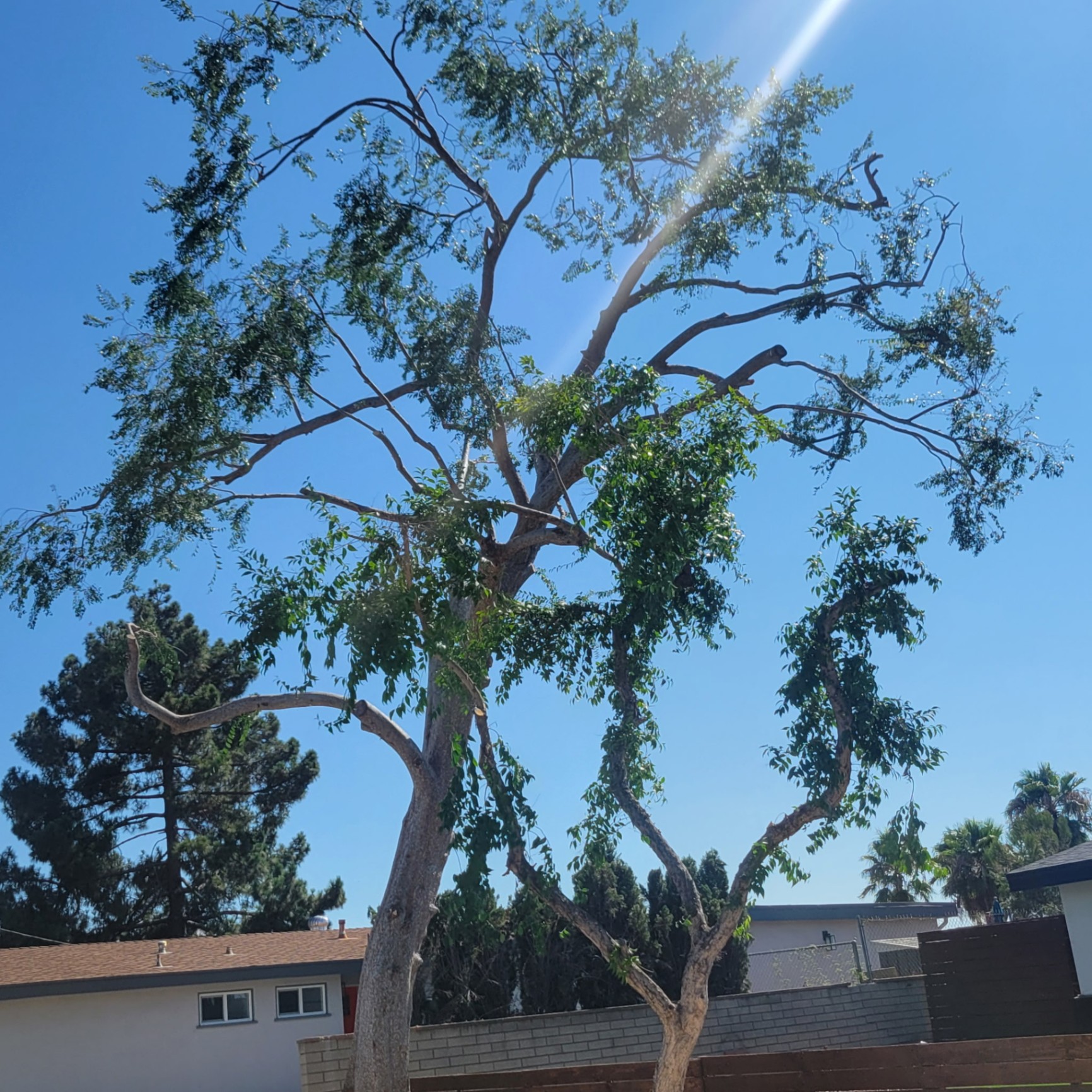 Tree Trimming in San Diego County